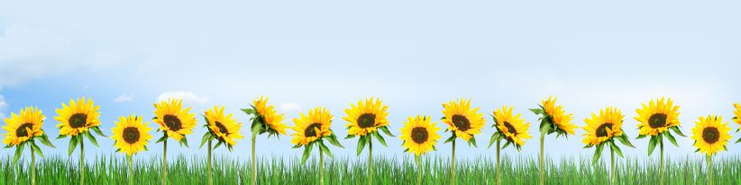 A row of sunflowers in the grass with sky background